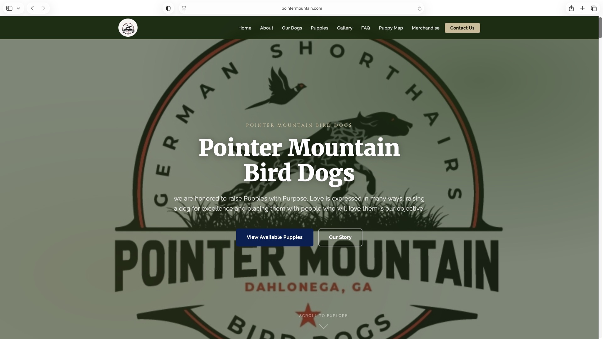 Pointer Mountain Bird Dogs homepage at pointermountain.com